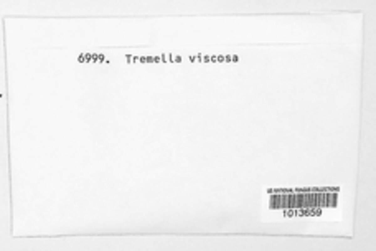 Phlebia livida image